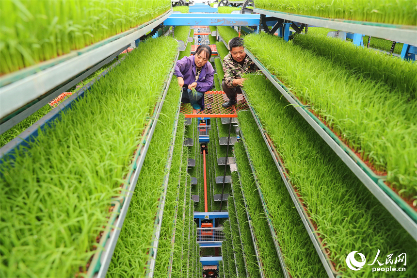 廣昌縣甘竹鎮農事服務中心智能育秧大棚里，工人在管護水稻秧苗，察看長勢情況。人民網 朱海鵬攝