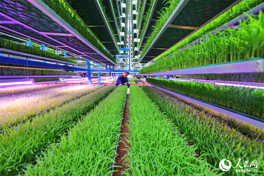 廣昌縣甘竹鎮農事服務中心智能育秧大棚里，工人在管護水稻秧苗，察看長勢情況。人民網 朱海鵬攝