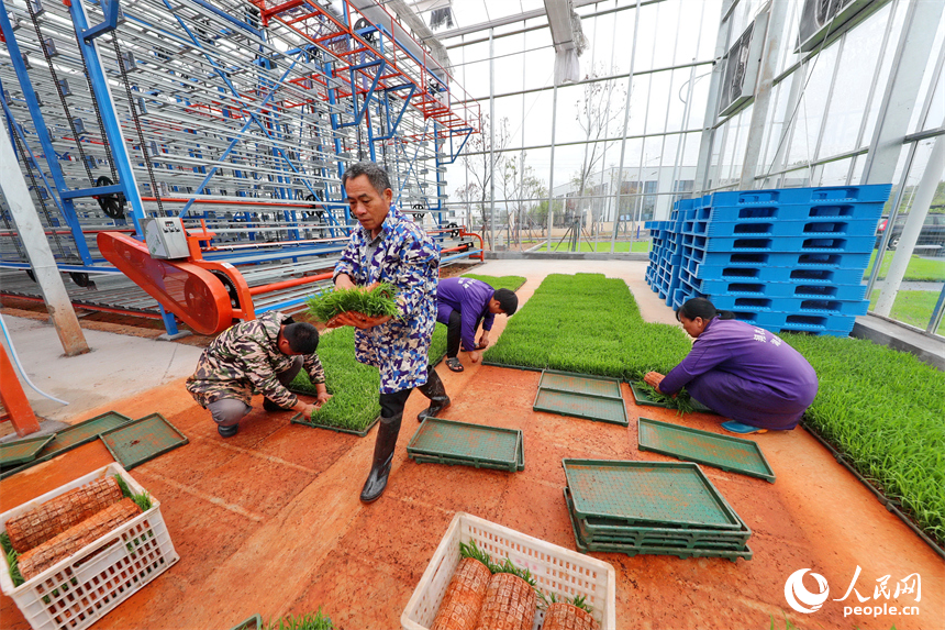 廣昌縣甘竹鎮農事服務中心智能育秧大棚里，工人在管護水稻秧苗，察看長勢情況。人民網 朱海鵬攝