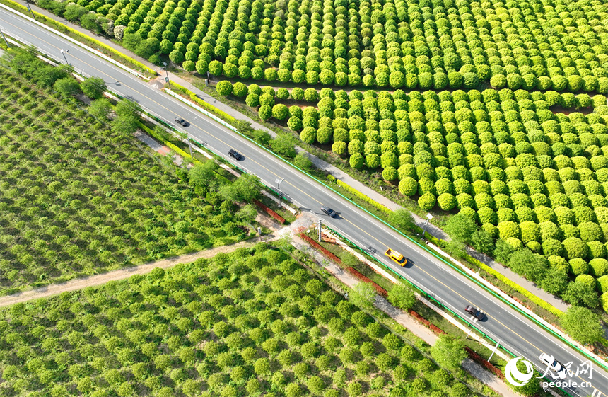 車輛行駛在江西豐城市梅林鎮的鄉村公路上，公路沿線苗木蔥郁，綠色生態美景怡人。人民網 朱海鵬攝