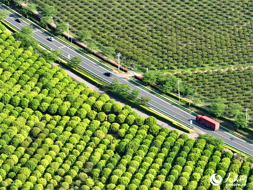 車輛行駛在江西豐城市梅林鎮的鄉村公路上，公路沿線苗木蔥郁，綠色生態美景怡人。人民網 朱海鵬攝