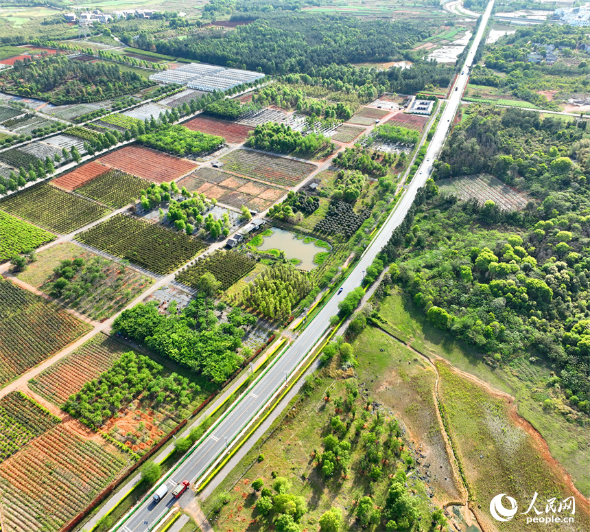車輛行駛在江西豐城市梅林鎮的鄉村公路上，公路沿線苗木蔥郁，綠色生態美景怡人。人民網 朱海鵬攝