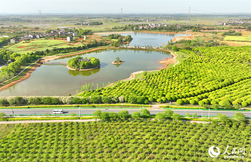 車輛行駛在江西豐城市梅林鎮的鄉村公路上，公路沿線苗木蔥郁，綠色生態美景怡人。人民網 朱海鵬攝