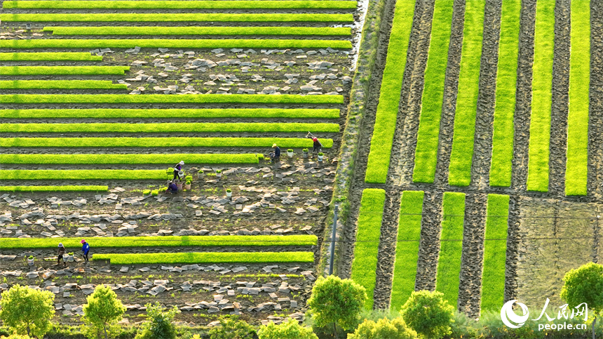 豐城市董家鎮大塘村，村民在田間忙碌。人民網 朱海鵬攝