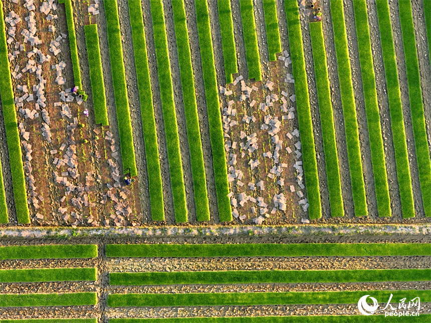 豐城市董家鎮大塘村，村民在田間忙碌。人民網 朱海鵬攝
