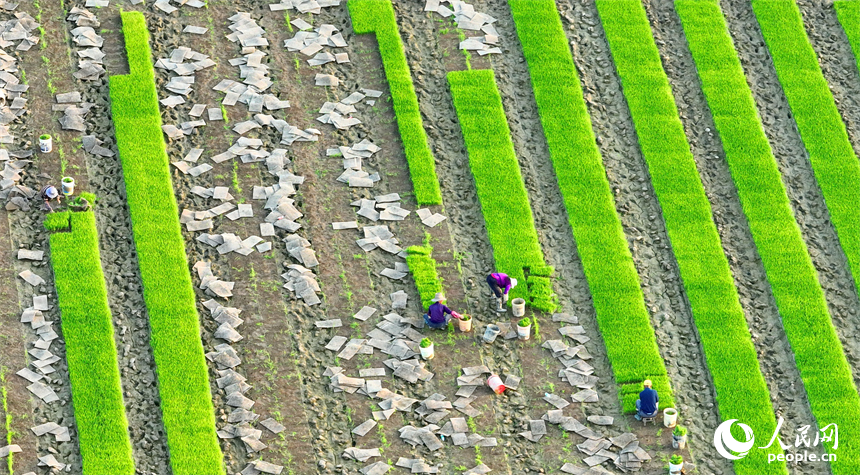 豐城市董家鎮大塘村，村民在田間忙碌。人民網 朱海鵬攝
