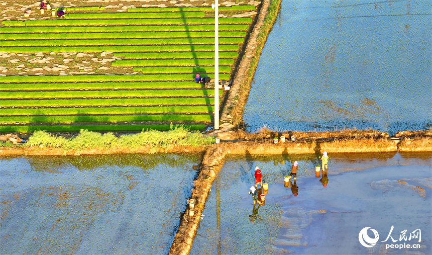 豐城市董家鎮大塘村，村民在田間忙碌。人民網 朱海鵬攝