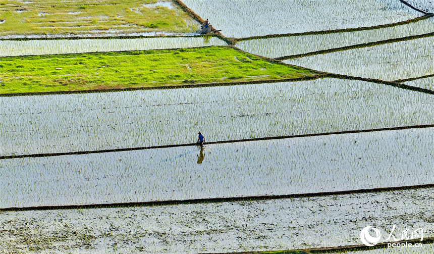 豐城市董家鎮大塘村，村民在田間忙碌。人民網 朱海鵬攝
