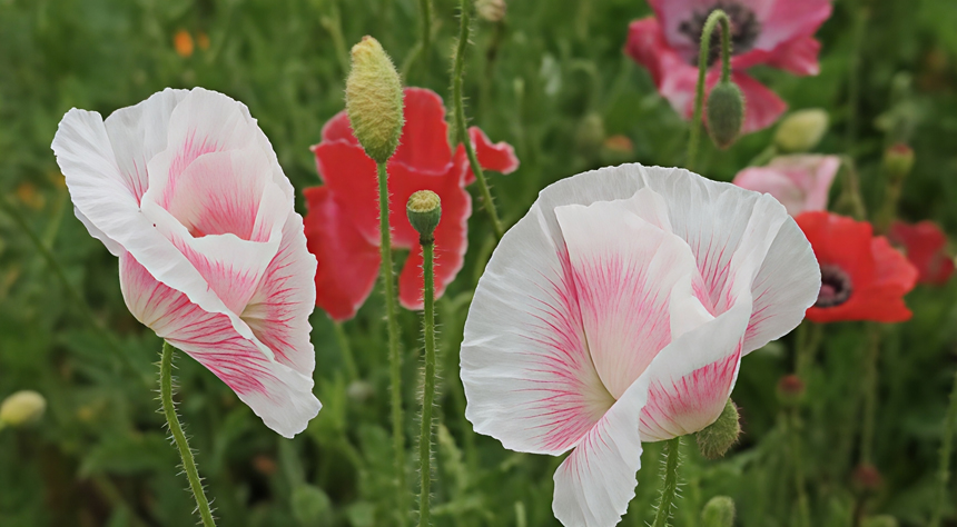 鳳凰溝五十多畝虞美人進入初花期。虞亮亮攝
