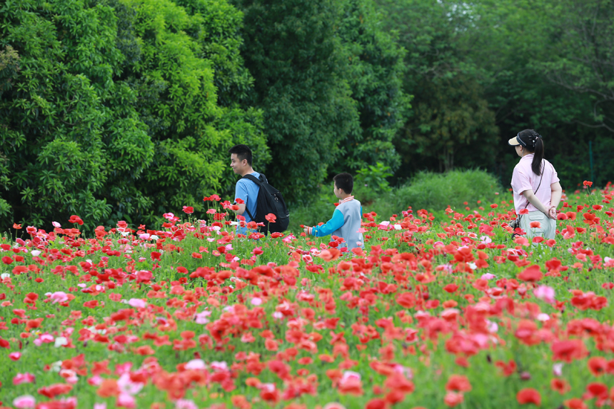 鳳凰溝五十多畝虞美人進入初花期。虞亮亮攝