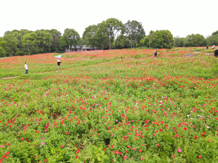 鳳凰溝五十多畝虞美人進入初花期。虞亮亮攝