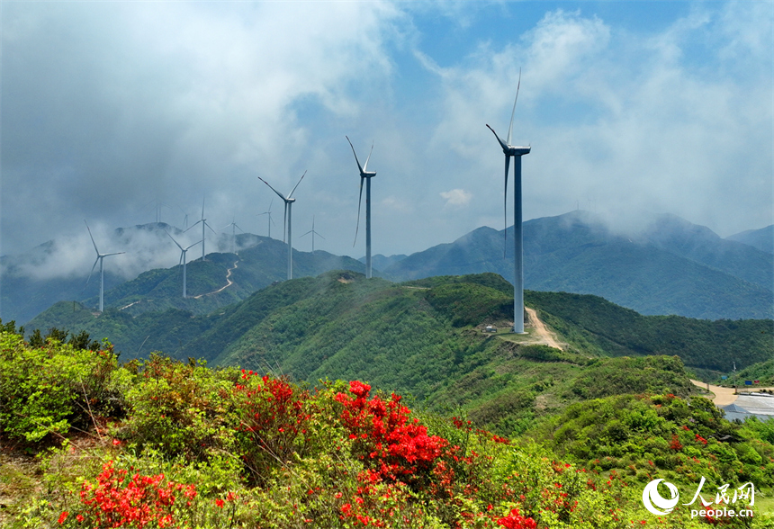 贛州市石城縣八卦腦景區，迎風旋轉的風力發電機與杜鵑花、云海、群山交相輝映。人民網 朱海鵬攝