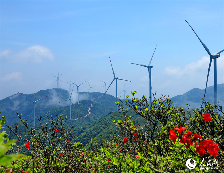 贛州市石城縣八卦腦景區，迎風旋轉的風力發電機與杜鵑花、云海、群山交相輝映。人民網 朱海鵬攝