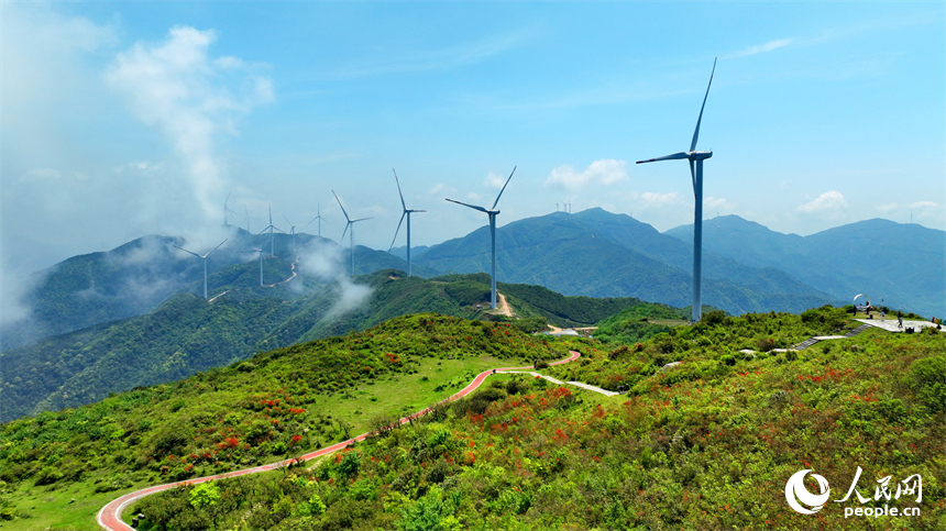 贛州市石城縣八卦腦景區，迎風旋轉的風力發電機與杜鵑花、云海、群山交相輝映。人民網 朱海鵬攝