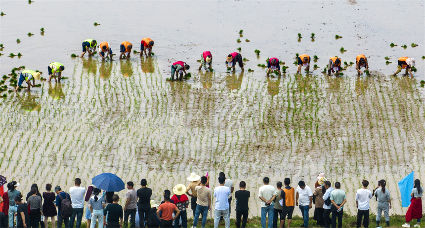 在江西省豐城市白土鎮范坊村，參賽選手在田間趣味運動會現場進行插秧比賽。周亮攝