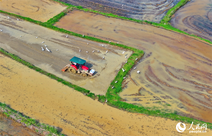 豐城市同田鄉長塘村，農民駕駛農機翻耕農田，成群鷺鳥在周邊嬉戲、覓食。人民網 朱海鵬攝