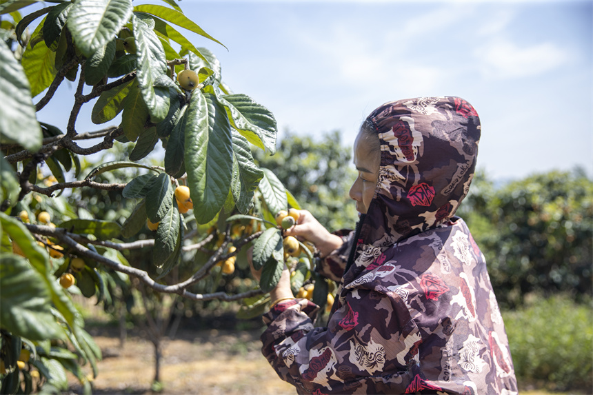 金黃色的果實綴滿枝頭，勾勒出一幅絢麗的豐收畫卷。