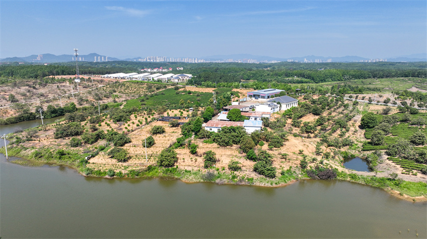 金黃色的果實綴滿枝頭，勾勒出一幅絢麗的豐收畫卷。