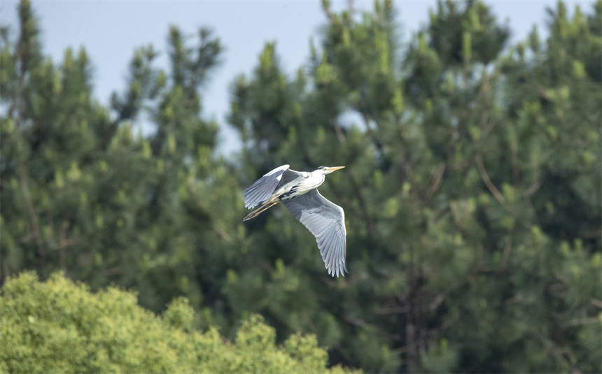 成群結對的白鷺、蒼鷺等鳥類集結在這里棲息、繁衍。