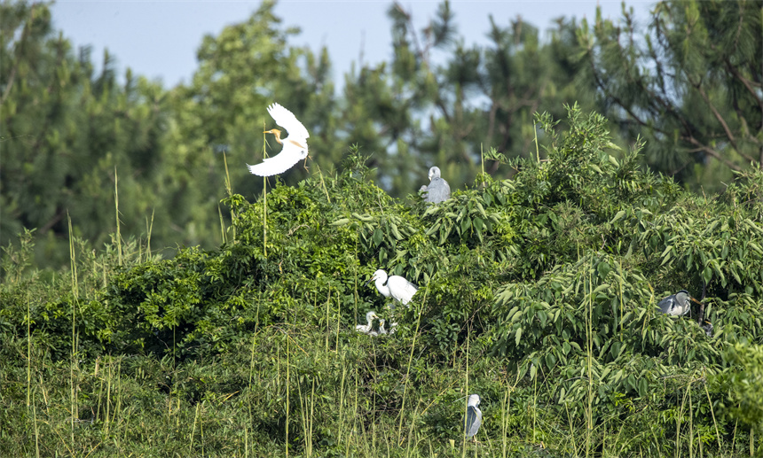 成群結對的白鷺、蒼鷺等鳥類集結在這里棲息、繁衍。