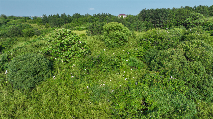成群結對的白鷺、蒼鷺等鳥類集結在這里棲息、繁衍。