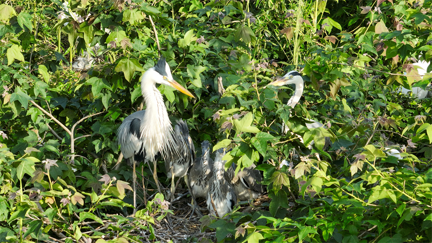 成群結對的白鷺、蒼鷺等鳥類集結在這里棲息、繁衍。