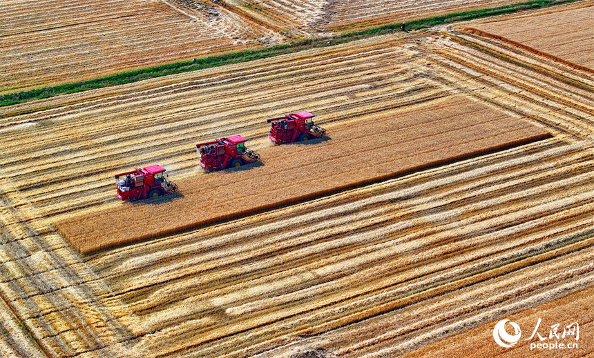 九江市柴桑區江洲鎮聯洲村，農機手駕駛大型收割機在麥田收割冬小麥。人民網 朱海鵬攝