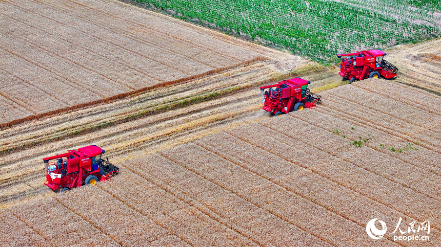九江市柴桑區江洲鎮聯洲村，農機手駕駛大型收割機在麥田收割冬小麥。人民網 朱海鵬攝