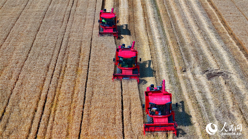九江市柴桑區江洲鎮聯洲村，農機手駕駛大型收割機在麥田收割冬小麥。人民網 朱海鵬攝