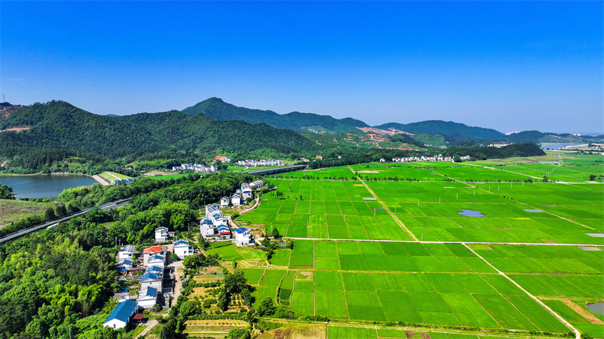 吉水縣文峰鎮井頭村綠意盎然，碧綠稻田與錯落有致的農舍相映成趣。廖敏攝