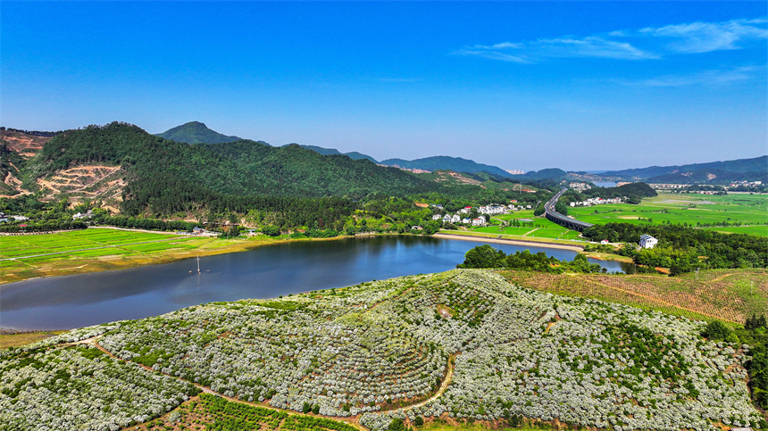 吉水縣文峰鎮井頭村，漫山遍野的梔子花盛開。廖敏攝