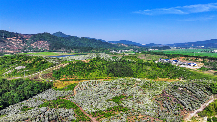 吉水縣文峰鎮井頭村，漫山遍野的梔子花盛開。廖敏攝