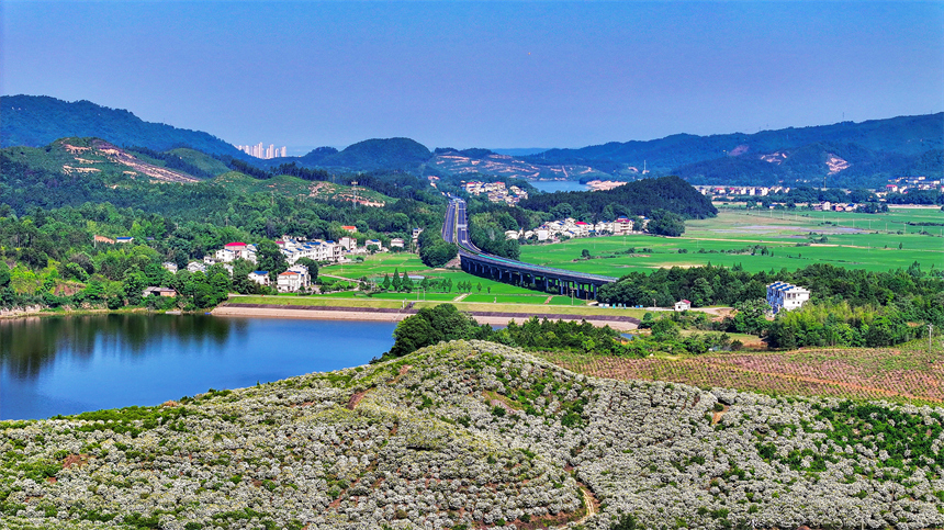 吉水縣文峰鎮井頭村，漫山遍野的梔子花盛開。廖敏攝