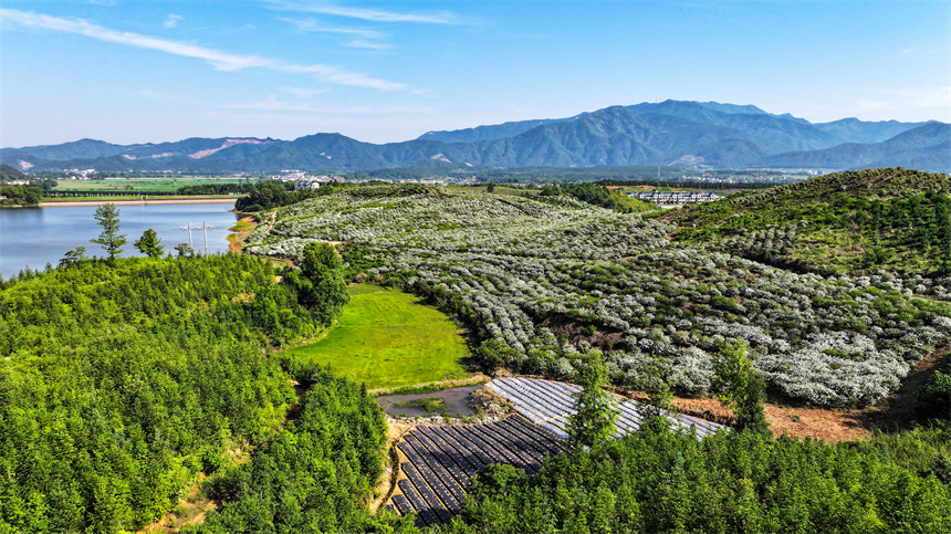 吉水縣文峰鎮井頭村，漫山遍野的梔子花盛開。廖敏攝