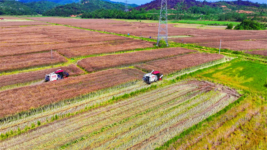 收割機正在高標準農田采收油菜籽。郭昊攝