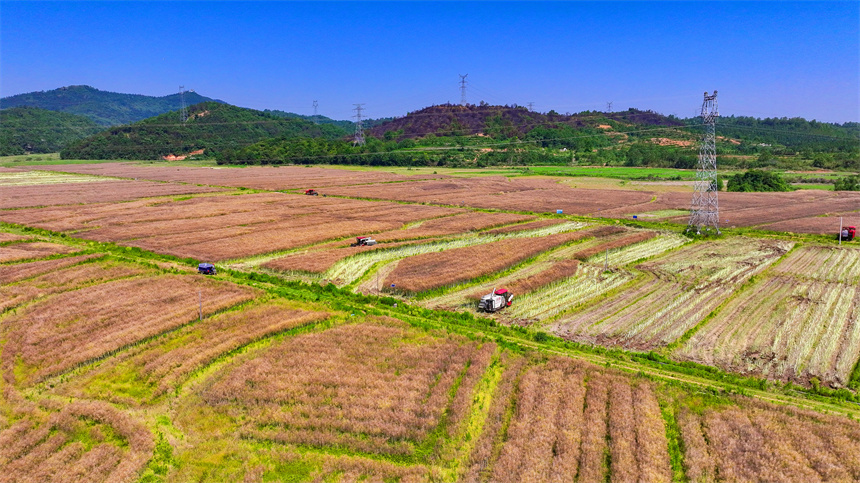 收割機正在高標準農田采收油菜籽。郭昊攝