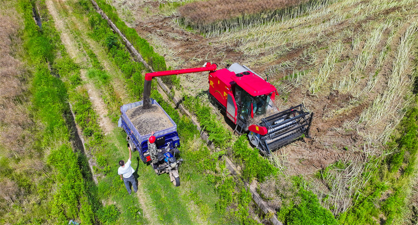 收割機正在高標準農田采收油菜籽。郭昊攝