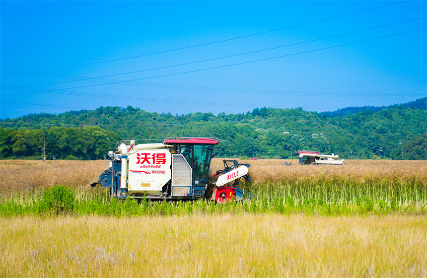 收割機正在高標準農田采收油菜籽。郭昊攝