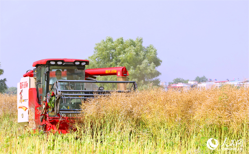 九江市彭澤縣棉船鎮，農機手駕駛大型收割機在田間來回收割作業，一派忙碌的豐收景象。人民網 朱海鵬攝