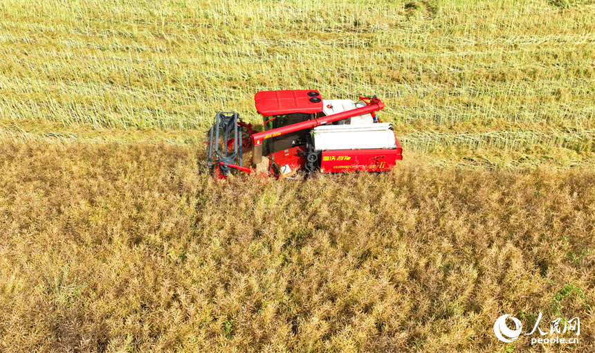 九江市彭澤縣棉船鎮，農機手駕駛大型收割機在田間來回收割作業，一派忙碌的豐收景象。人民網 朱海鵬攝