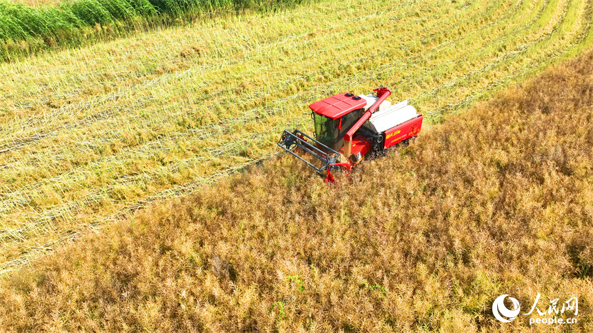 九江市彭澤縣棉船鎮，農機手駕駛大型收割機在田間來回收割作業，一派忙碌的豐收景象。人民網 朱海鵬攝