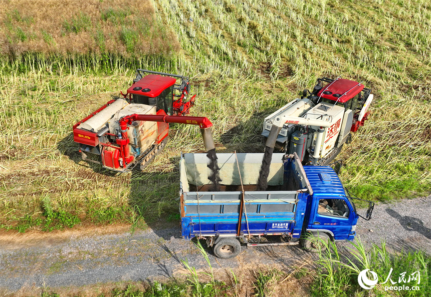九江市彭澤縣棉船鎮，農機手駕駛大型收割機在田間來回收割作業，一派忙碌的豐收景象。人民網 朱海鵬攝