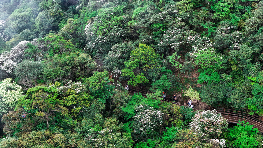 漫山遍野的杜鵑花競相綻放，將三清山裝扮成五彩斑斕的花海。張錚濤攝