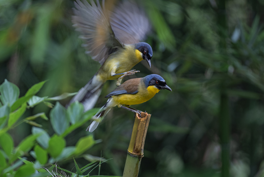江西省德興市新崗山鎮新崗山社區的一處林子里，藍冠噪鹛在覓食、嬉戲、筑巢。詹發文攝