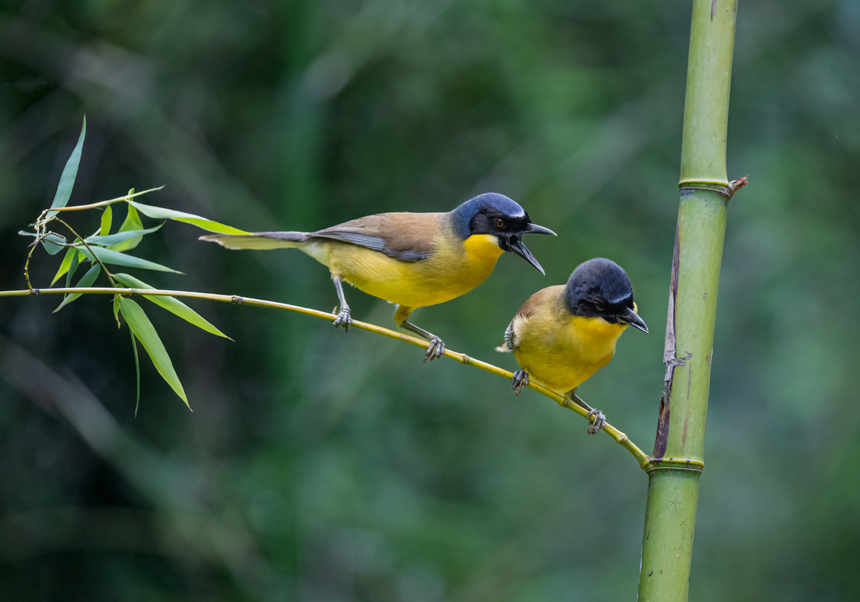 江西省德興市新崗山鎮新崗山社區的一處林子里，藍冠噪鹛在覓食、嬉戲、筑巢。詹發文攝