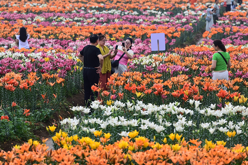 百合花鮮艷綻放，匯聚成一片多彩的花海。鄧龍華攝