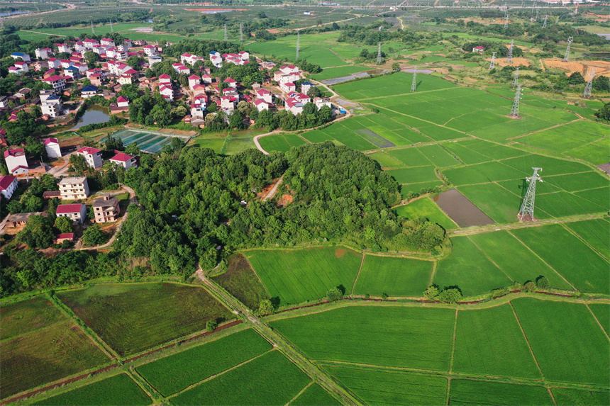 沃野綠意盎然，美不勝收。