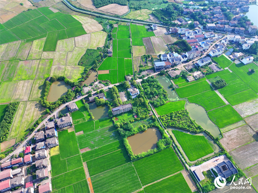 南昌市南昌縣富山鄉灘上村，田園碧水環繞、農房錯落有致，夏日鄉村美景怡人。人民網 朱海鵬攝
