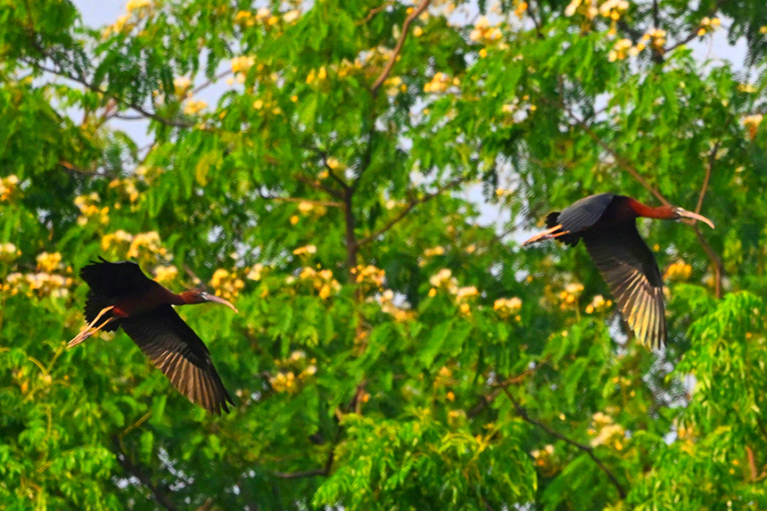國家一級重點保護動物彩鹮現身鄱陽湖。王小龍攝