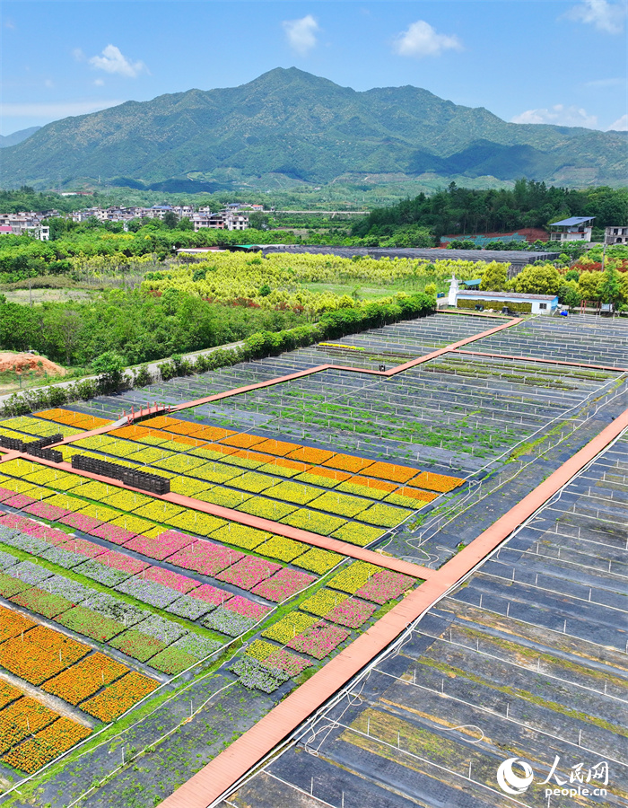贛州市大余縣青龍鎮元龍村花卉苗木基地內，五顏六色的花卉苗木美不勝收。人民網 朱海鵬攝